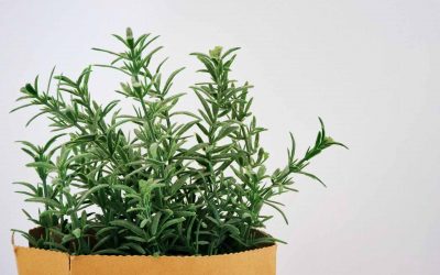 The Importance of Essential Oils in Plants
